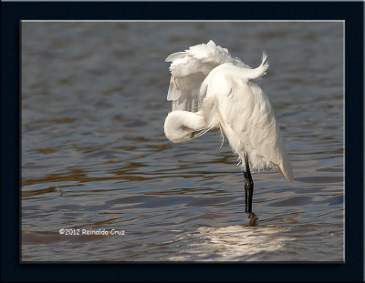 Gara-branca-pequena  ---  Little Egret  ---   (Egretta garzetta)