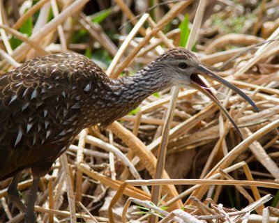 Limpkin_IMG_1879.jpg