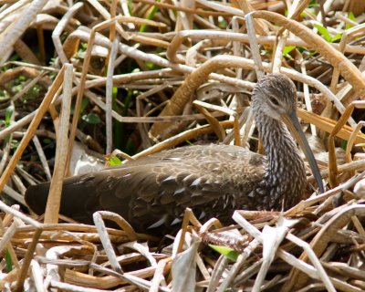 Limpkin_IMG_1887.jpg