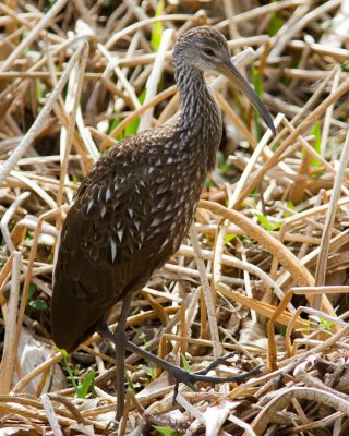 Limpkin_IMG_1909.jpg