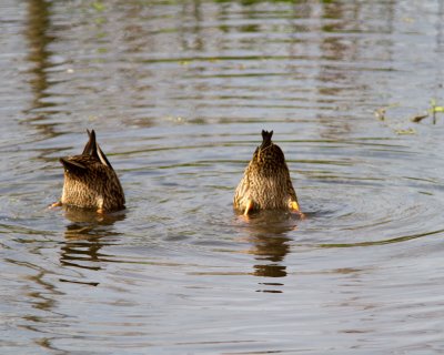 Mottled Ducks_IMG_1914.jpg