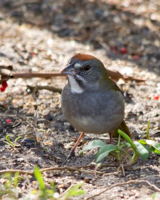 Green-Tailed Towhee_IMG_3226.jpg