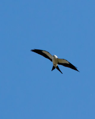 Swallow-tailed Kite IMG_3736.jpg