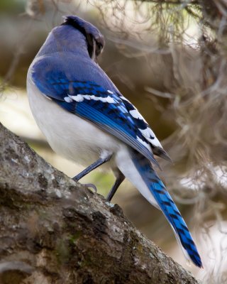 Bluejay_IMG_3622.jpg