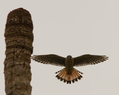 American Kestrel IMG_3923.jpg