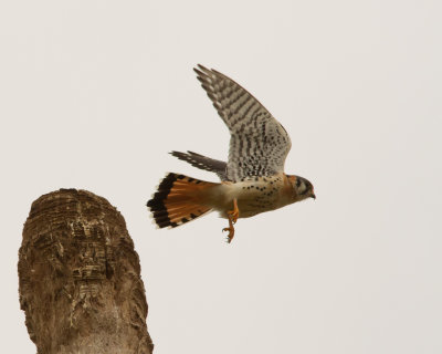 American Kestrel IMG_3972.jpg