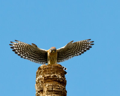 American Kestrel IMG_4013.jpg