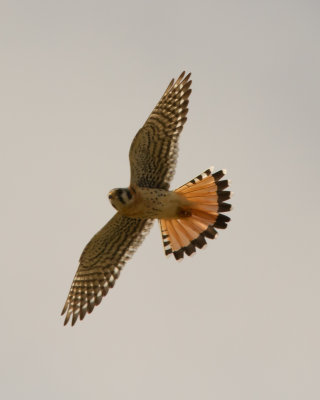 American Kestrel IMG_4021.jpg