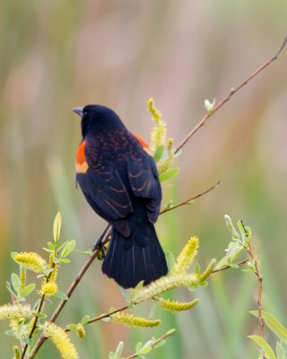 Red Winged Blackbird IMG_3810.jpg