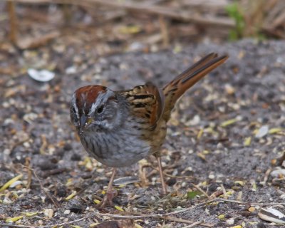 Swamp Sparrow IMG_3855.jpg