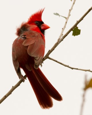 Northern Cardinal IMG_3886.jpg