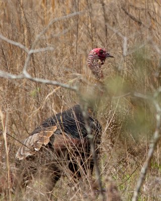 Wild Turkey Male IMG_4103.jpg