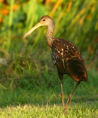 Limpkin.jpg