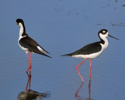 Two Black-necked Stilts