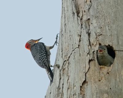 Red-bellied Woodpecker and baby1.jpg