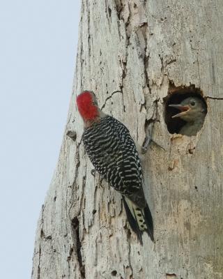 Red-bellied Woodpecker and baby2.jpg