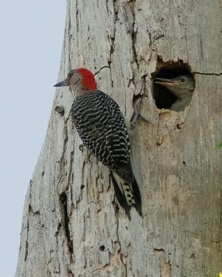 Red-bellied Woodpecker and baby3.jpg