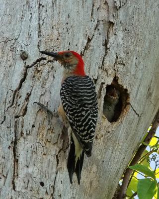 Red-bellied Woodpecker and baby4.jpg