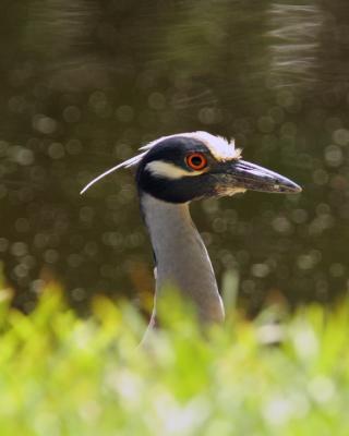 Night Heron 6.jpg