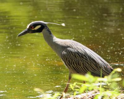 Night Heron 5.jpg