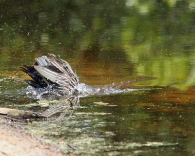 Night Heron 2.jpg