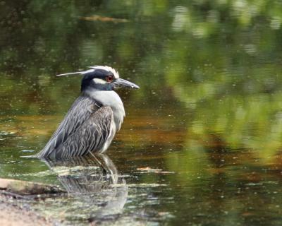 Night Heron 1.jpg