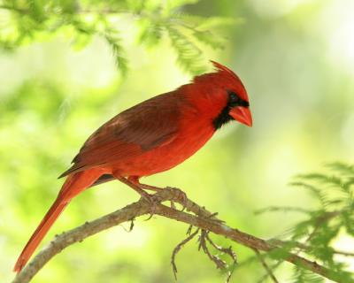 Cardinal on branch.jpg