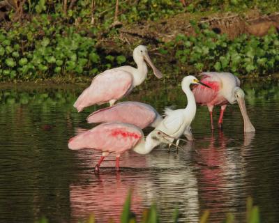 Spoonbills and Snowy.jpg