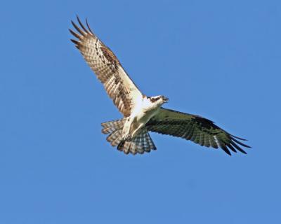 Osprey.jpg