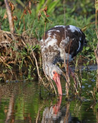 Ibis immature.jpg