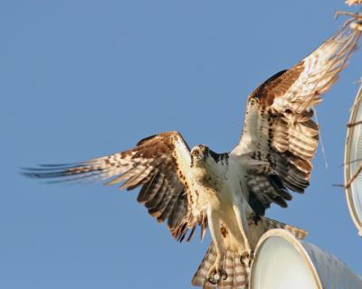 Osprey_IMG_9441.jpg