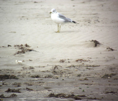 On the beach...