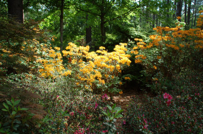 Azalea Garden Steven F Austin U.