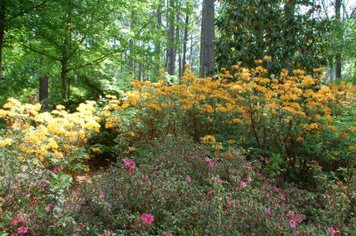 Azalea Garden Steven F Austin U.