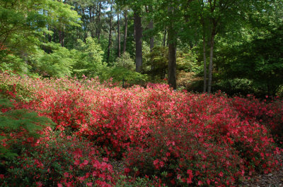 Azalea Garden Steven F Austin U.