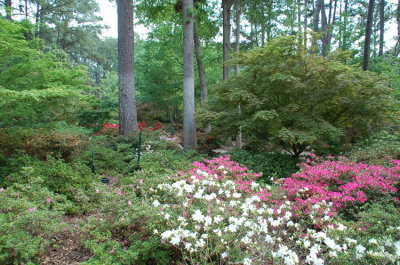 Azalea Garden Steven F Austin U.