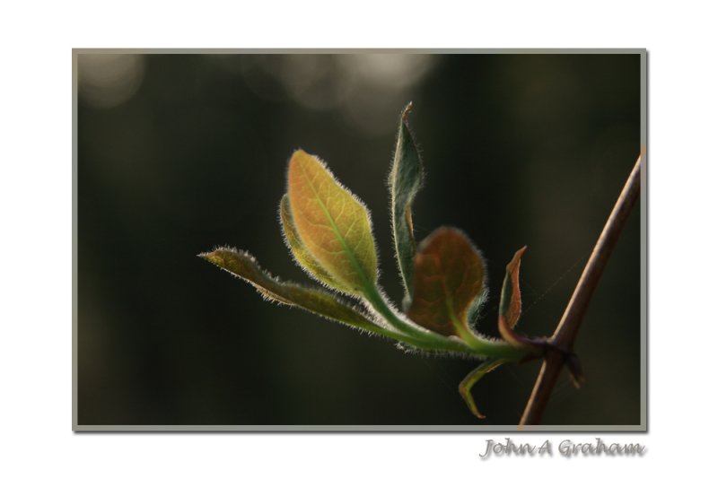 honeysuckle