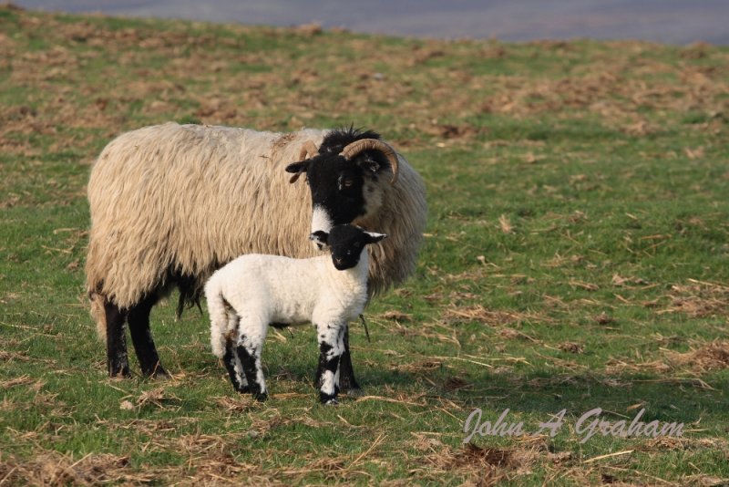 Swaledale and lamb