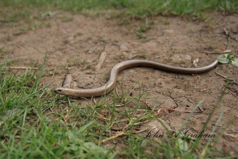 Slow worm