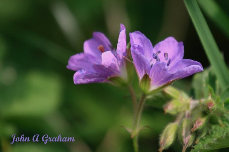 Cranesbill