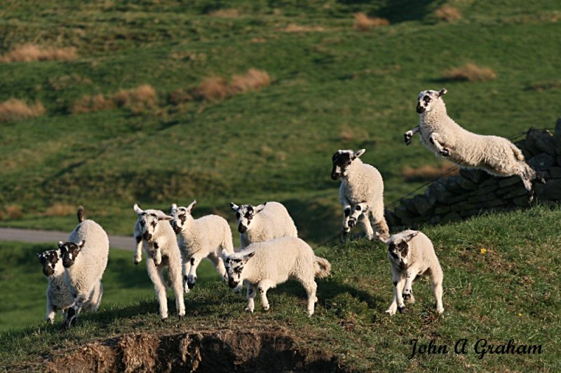 The Madness of Lambs