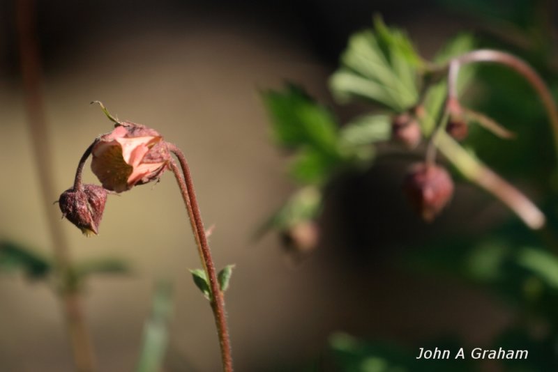 water avens