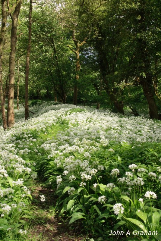 Wild garlic path