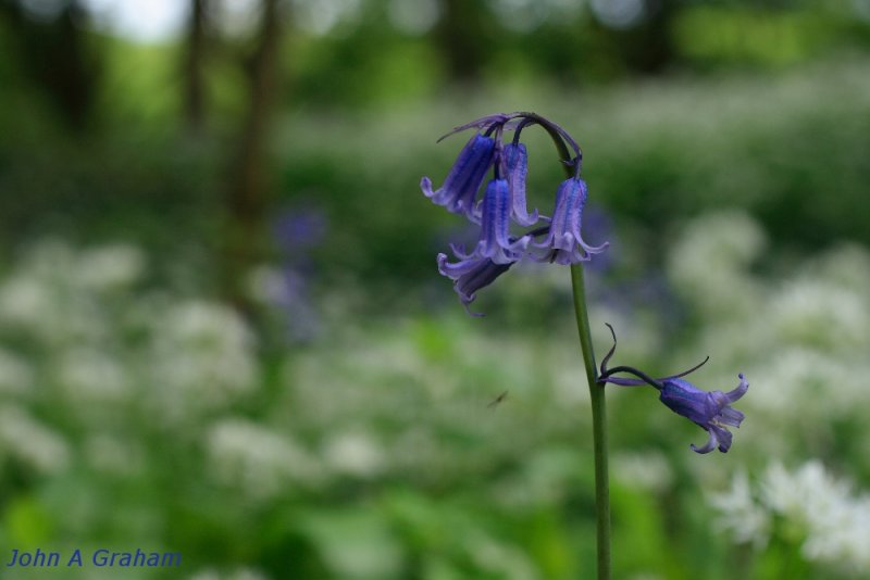 Bluebells