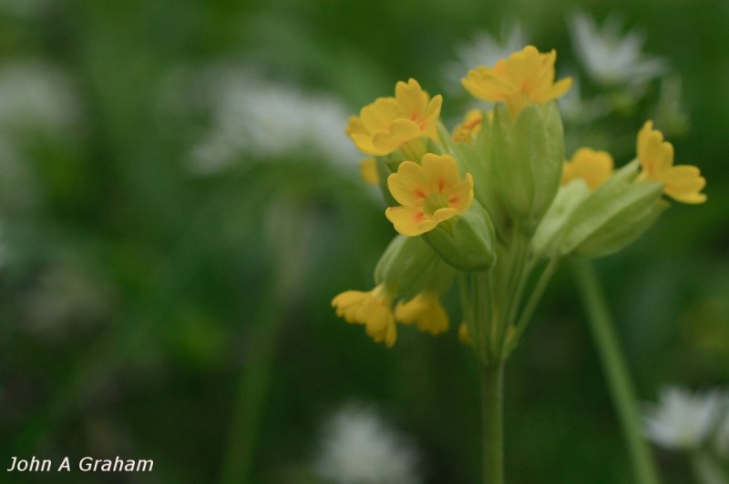 cowslip