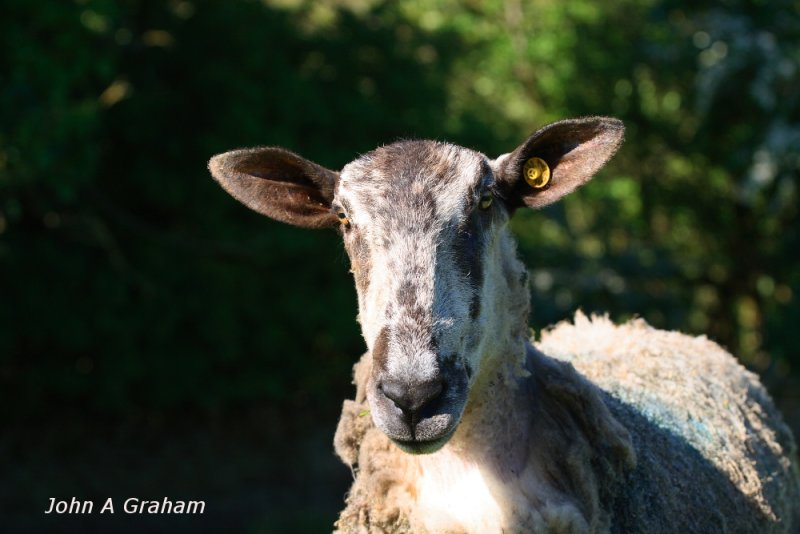 Here's looking at ewe