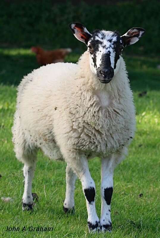 lamb with attitude