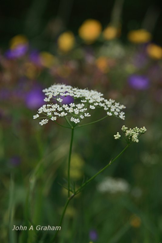 meadow flowers