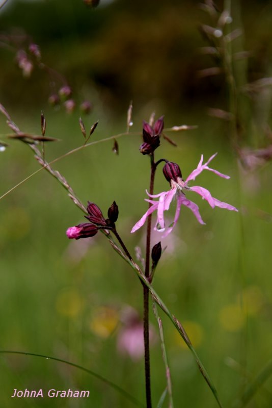 Ragged Robin