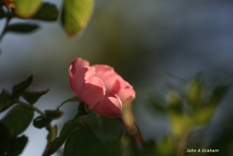 evening rose